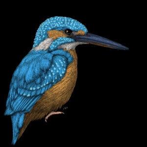 drawing of a kingfisher by Christine Gamache