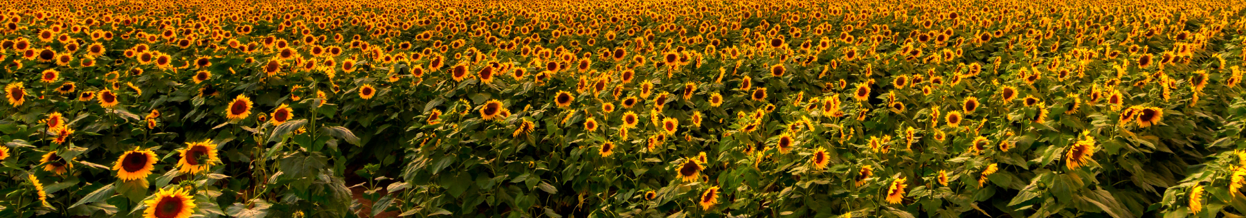 sunflowerbanner
